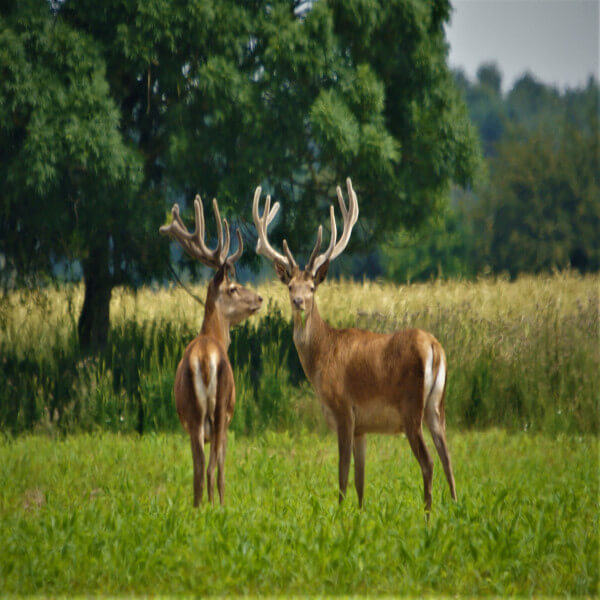 INTRODUCTION TO DEER STALKING